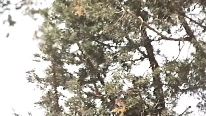 在西方色情片中吃逼和被操