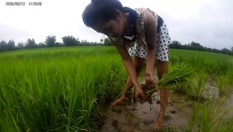 稻田里的业余辣妹变得淘气